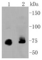 PKC alpha Antibody in Western Blot (WB)