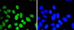 ELK1 Antibody in Immunocytochemistry (ICC/IF)