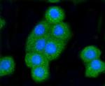 BAK Antibody in Immunocytochemistry (ICC/IF)