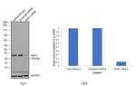 BAK Antibody