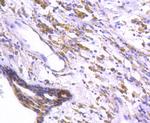 DARPP-32 Antibody in Immunohistochemistry (Paraffin) (IHC (P))