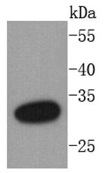 DARPP-32 Antibody in Western Blot (WB)