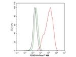 FOXO1 Antibody in Flow Cytometry (Flow)