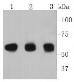 Cyclin B1 Antibody in Western Blot (WB)