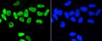 Phospho-Nrf2 (Ser40) Antibody in Immunocytochemistry (ICC/IF)