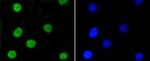 Phospho-Nrf2 (Ser40) Antibody in Immunocytochemistry (ICC/IF)