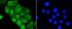 YAP1 Antibody in Immunocytochemistry (ICC/IF)