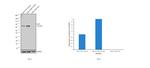 YAP1 Antibody in Western Blot (WB)