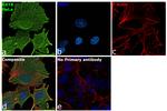 Cytokeratin 8 Antibody in Immunocytochemistry (ICC/IF)