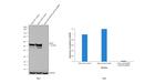 Cytokeratin 8 Antibody in Western Blot (WB)