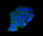 AMPK alpha-1 Antibody in Immunocytochemistry (ICC/IF)