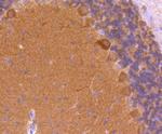 CaMKII Pan Antibody in Immunohistochemistry (Paraffin) (IHC (P))