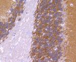 CaMKII Pan Antibody in Immunohistochemistry (Paraffin) (IHC (P))