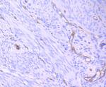 CD31 (PECAM-1) Antibody in Immunohistochemistry (Paraffin) (IHC (P))