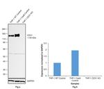 CD31 (PECAM-1) Antibody in Western Blot (WB)