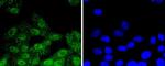 Phospho-RSK1 (Thr359, Ser363) Antibody in Immunocytochemistry (ICC/IF)