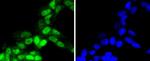 Phospho-RSK1 (Thr359, Ser363) Antibody in Immunocytochemistry (ICC/IF)