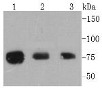 Phospho-RSK1 (Thr359, Ser363) Antibody in Western Blot (WB)