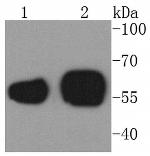 Calreticulin Antibody in Western Blot (WB)