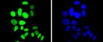 p27 Kip1 Antibody in Immunocytochemistry (ICC/IF)