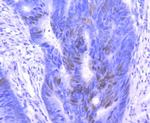 p27 Kip1 Antibody in Immunohistochemistry (Paraffin) (IHC (P))