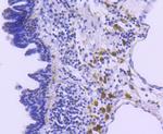 p27 Kip1 Antibody in Immunohistochemistry (Paraffin) (IHC (P))