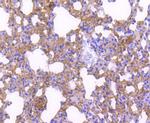 p27 Kip1 Antibody in Immunohistochemistry (Paraffin) (IHC (P))