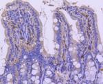 p27 Kip1 Antibody in Immunohistochemistry (Paraffin) (IHC (P))