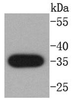 Active/Pro-Caspase 3 Antibody in Western Blot (WB)