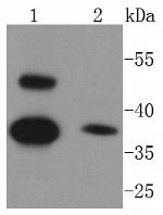 Caspase 1 Antibody in Western Blot (WB)