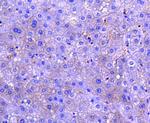 M-CSF Antibody in Immunohistochemistry (Paraffin) (IHC (P))