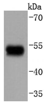 Phospho-GATA3 (Ser308) Antibody in Western Blot (WB)