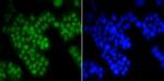 ASH2L Antibody in Immunocytochemistry (ICC/IF)