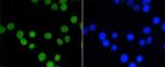 ASH2L Antibody in Immunocytochemistry (ICC/IF)