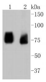 ASH2L Antibody in Western Blot (WB)