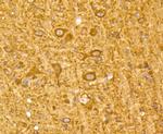 LC3A Antibody in Immunohistochemistry (Paraffin) (IHC (P))