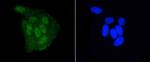 DGCR8 Antibody in Immunocytochemistry (ICC/IF)