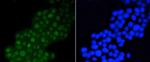 DGCR8 Antibody in Immunocytochemistry (ICC/IF)