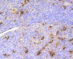 Lysozyme Antibody in Immunohistochemistry (Paraffin) (IHC (P))