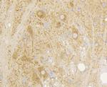 mGluR5 Antibody in Immunohistochemistry (Paraffin) (IHC (P))