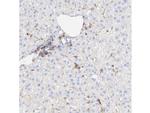 Vitronectin Antibody in Immunocytochemistry (ICC/IF)