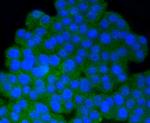 Phospho-PP2A alpha (Tyr307) Antibody in Immunocytochemistry (ICC/IF)