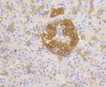 Phospho-PP2A alpha (Tyr307) Antibody in Immunohistochemistry (Paraffin) (IHC (P))