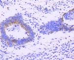 Phospho-JNK1/JNK2/JNK3 (Thr183, Thr221) Antibody in Immunohistochemistry (Paraffin) (IHC (P))