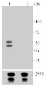 Phospho-JNK1/JNK2/JNK3 (Thr183, Thr221) Antibody in Western Blot (WB)