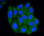 PRMT5 Antibody in Immunocytochemistry (ICC/IF)