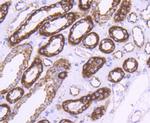 HSP60 Antibody in Immunohistochemistry (Paraffin) (IHC (P))