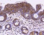 HSP60 Antibody in Immunohistochemistry (Paraffin) (IHC (P))