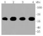 HSP60 Antibody in Western Blot (WB)