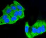 Phospho-MEK1 (Ser218, Ser222) Antibody in Immunocytochemistry (ICC/IF)